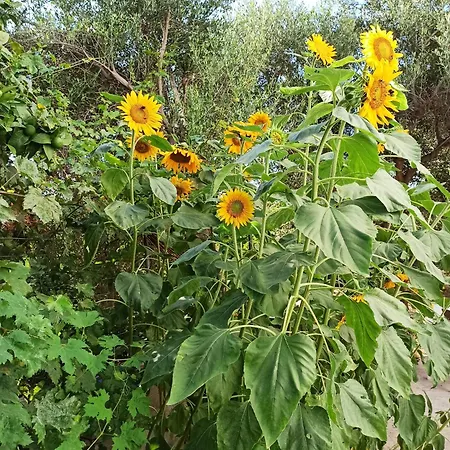 Appartamento Giannis Gerakios By Climbing House *